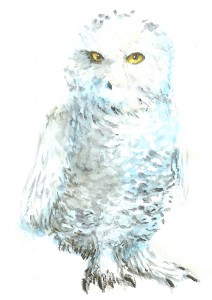 owl